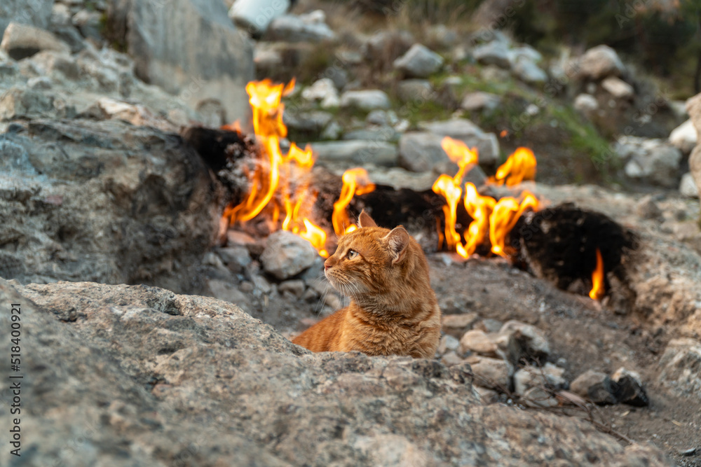 Red cat burning gas fire Red cat burning gas fire