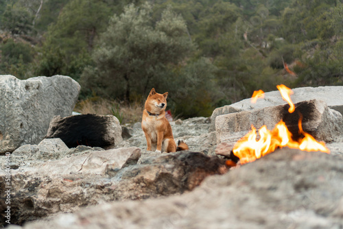 Dog burning gas fire photo