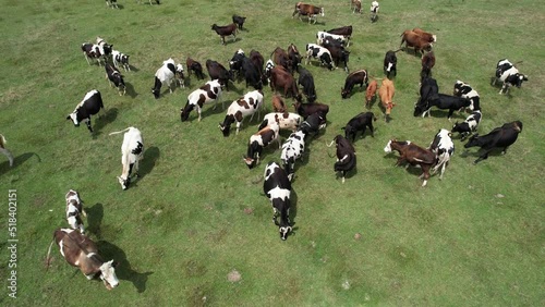 aerial cow grazing