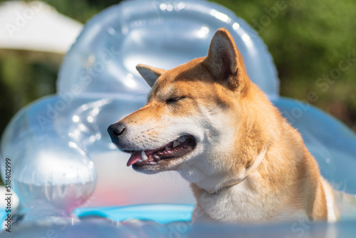 cachorro perro japones, raza shiba inu, tumbado sobre una colchoneta de aire, en la piscina por el calor  © fransuarez