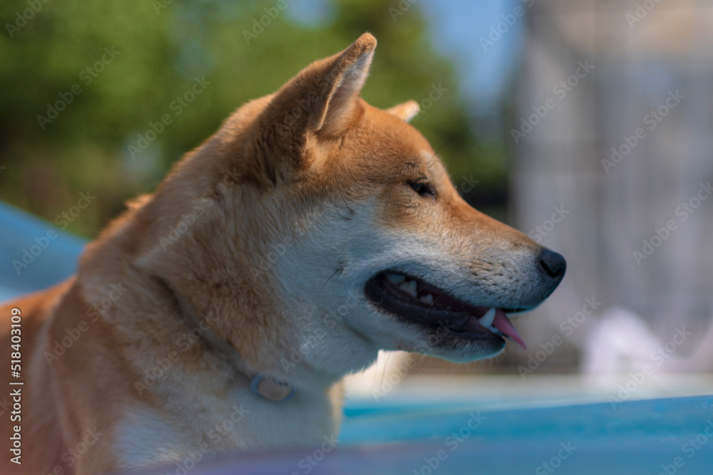 cachorro perro japones, raza shiba inu, tumbado sobre una colchoneta de aire, en la piscina por el calor 