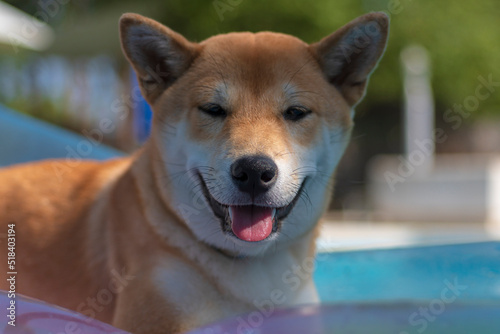 cachorro perro japones  raza shiba inu  tumbado sobre una colchoneta de aire  en la piscina por el calor 