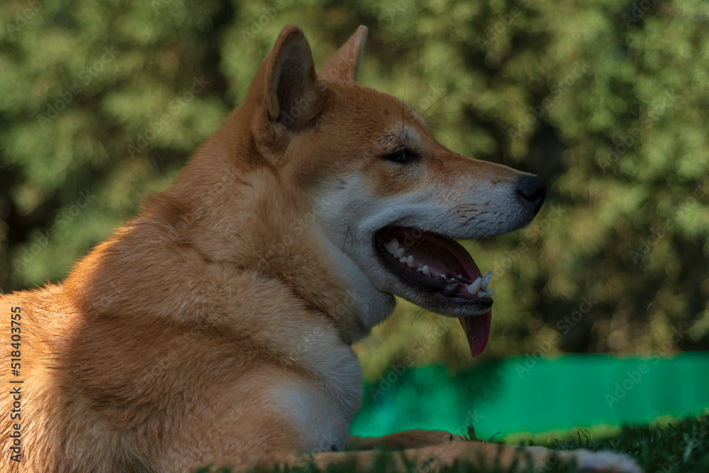 cachorro de perro japones de raza shiba inu, jugando con un trozo de hielo, por el calor