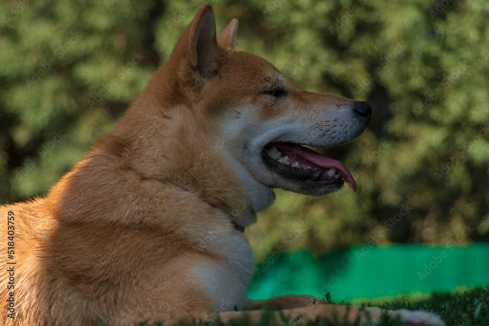 cachorro de perro japones de raza shiba inu, jugando con un trozo de hielo, por el calor