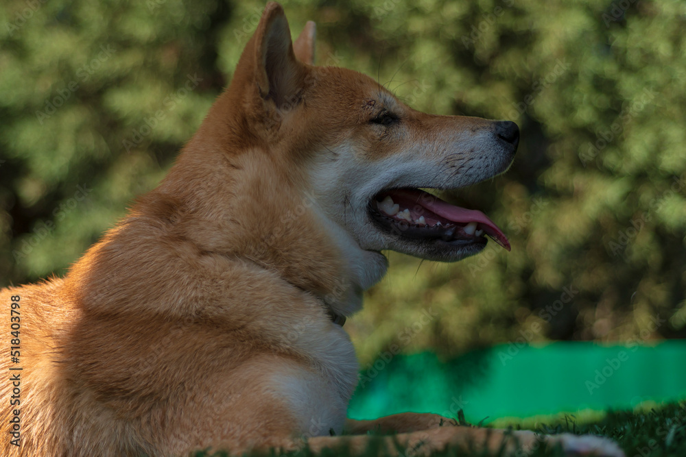cachorro de perro japones de raza shiba inu, jugando con un trozo de hielo, por el calor cachorro de perro japones de raza shiba inu, jugando con un trozo de hielo, por el calor