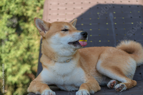 Fototapeta Naklejka Na Ścianę i Meble -  cachorro de perro japones de raza shiba inu, jugando con un trozo de hielo, por el calor