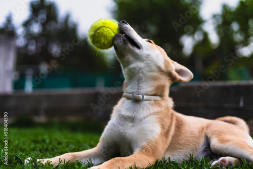 cachorro de perro japonés de raza shiba inu, jugando con una pelota y una zapatilla sobre el césped verde