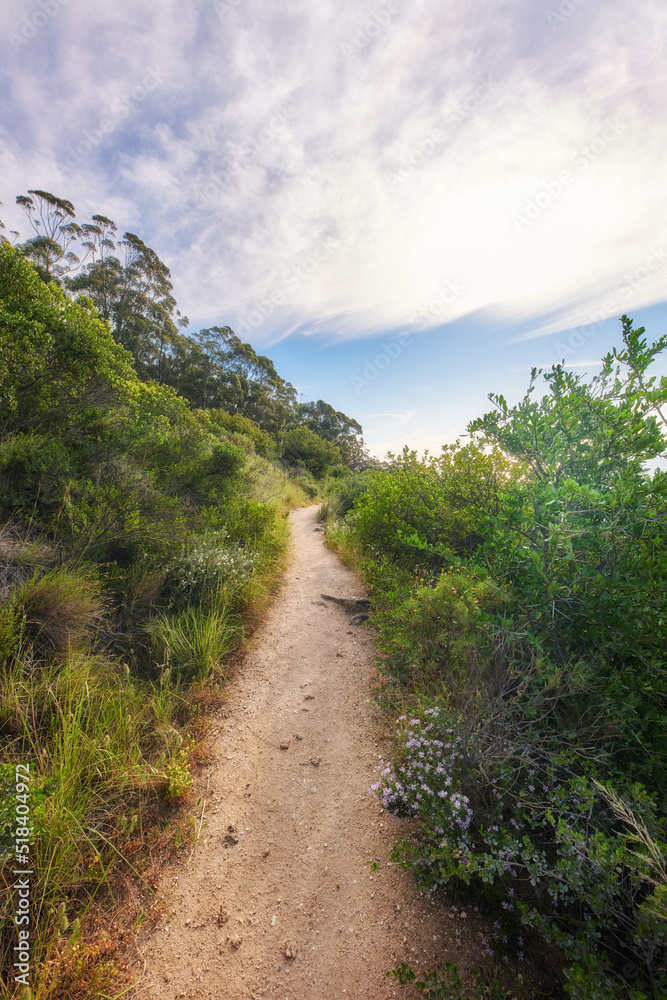 Hiking trail in nature along a path in a forest on Table Mountain below a cloudy sky. Trees and lush green bushes growing in harmony. Peaceful soothing ambience with calming views and copy space