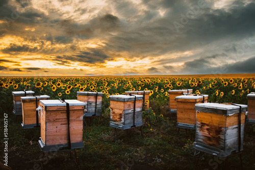 Panorama of beehives in corner of sunflower field