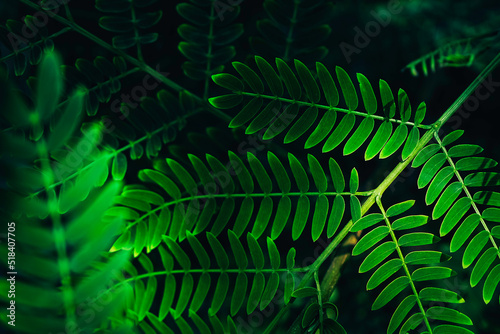 Natural green leaves close-up tropical plant background.