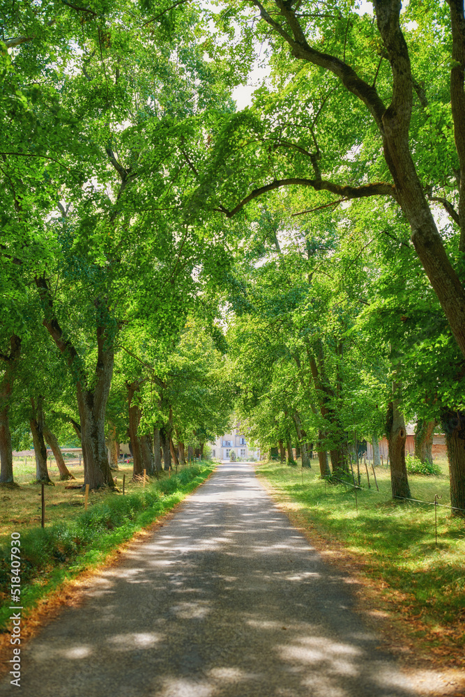 Street through peaceful trees growing in the green countryside near a straight road on a sunny day in rural France. Quiet nature landscape of vibrant plants on an empty path near Lyon with copy space
