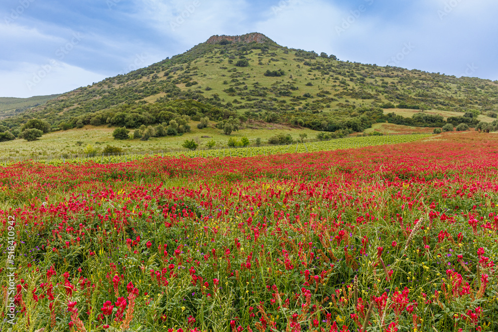 The abundance of flowers in the vast meadows of Sardinia