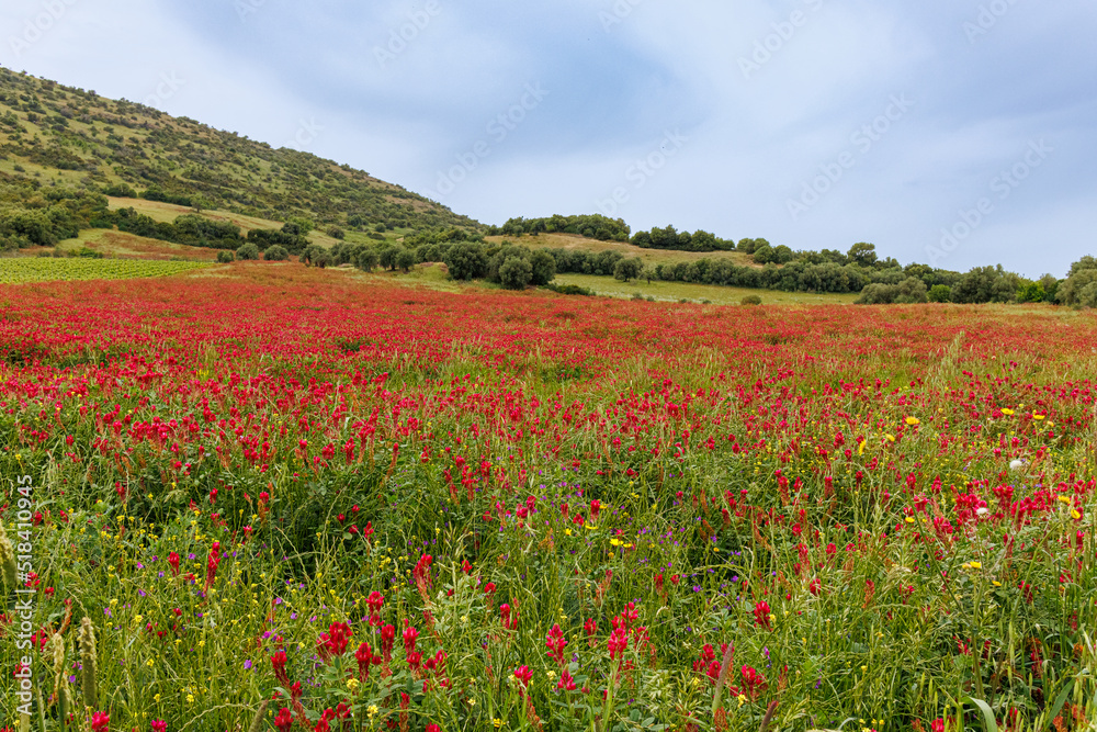 The abundance of flowers in the vast meadows of Sardinia