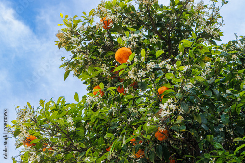 Ripening tangerines on the island of Sardinia