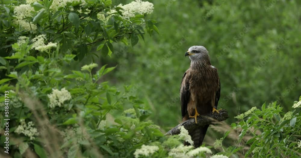 Black kite, Milvus migrans, perched on branch in elder flower surrounded by blossoms. Endangered bird of prey in windy day. Cute bird with beautiful eyes and feather. Wildlife nature. Natural habitat.