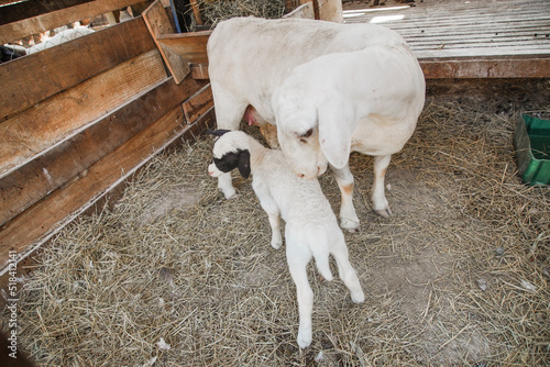 Mom ram and her baby at the first day newborn