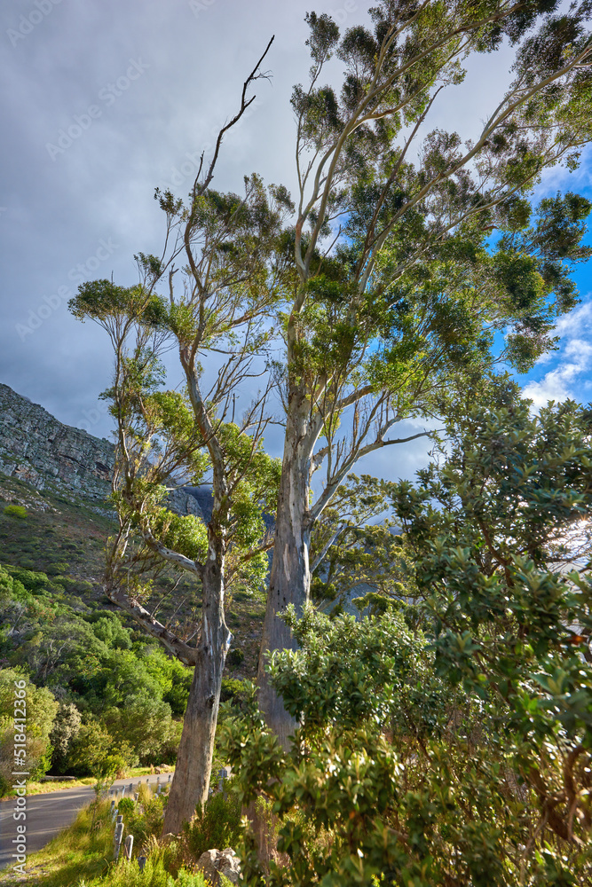 Obraz premium Beautiful trees and green bushes in nature with Table Mountain National Park in background. Landscape of secluded hiking trail on a cloudy spring day outside in relaxing eco friendly environment