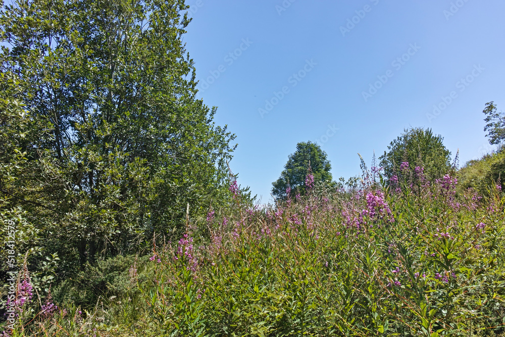 Summer landscape of Belasitsa Mountain, Bulgaria