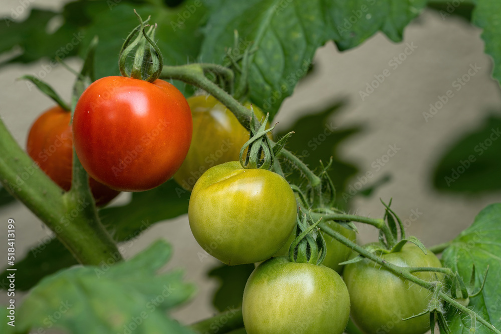 reifende Tomaten an einer Rispe