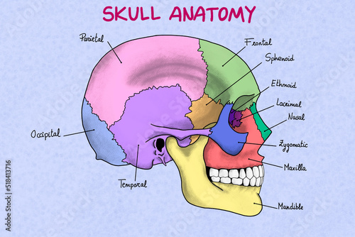 Human skull illustration photo