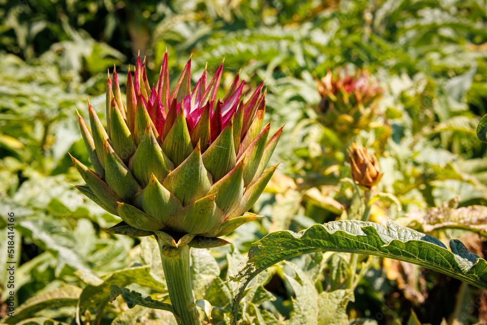 Artichoke field on the island of Sardinia Artichoke field on the island of Sardinia