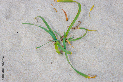 Detail of Spiaggia di Porto Tramatzu beach, Sardinia island photo