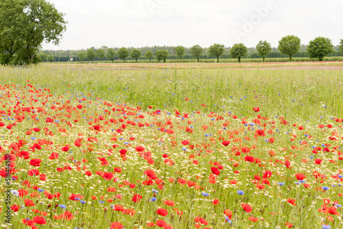 blooming poppy field with cornflowers and daisies  sunny summer day countryside 