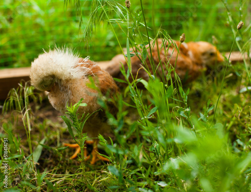 kid chicken on the grass