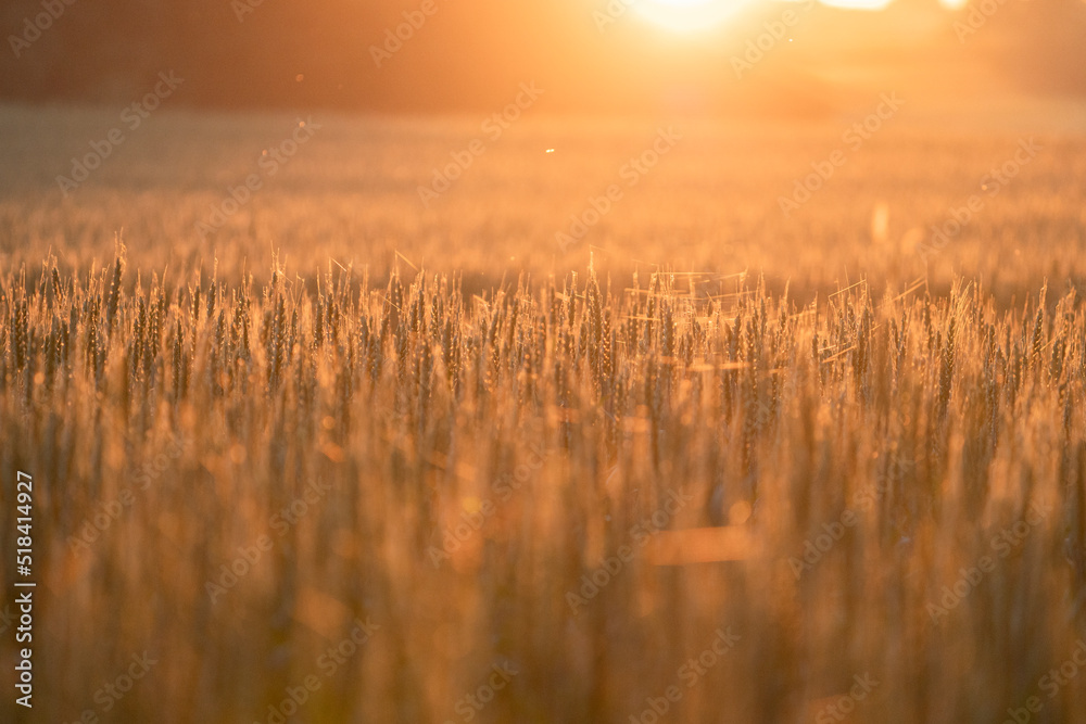 Fototapeta premium Golden Sunset Over Wheat Field With Insects Flying Over Crops