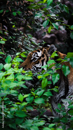 striped tiger among green trees © Cavan