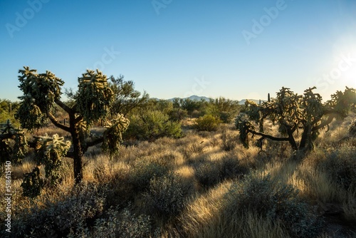 Fototapeta Naklejka Na Ścianę i Meble -  An overlooking view of nature in Tucson, Arizona