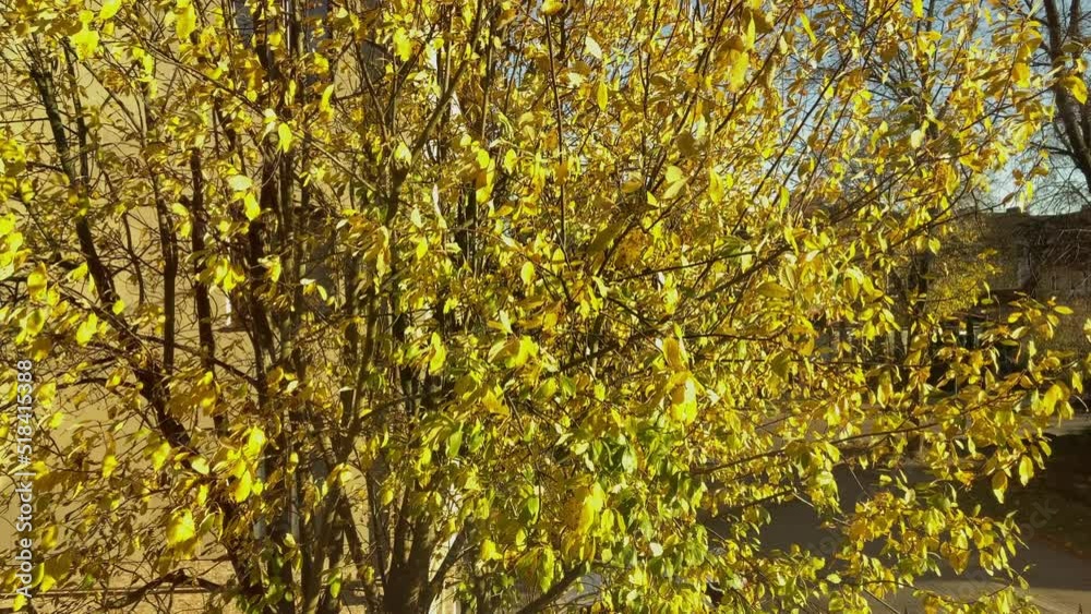 autumn sunny day in park wood yellow golden foliage falling, lying on ground. sun beams shining through green trees leaves, fall forest. soft warm light, warm October weather, Indian summer autumn sunny day in park wood yellow golden foliage falling, lying on ground. sun beams shining through green trees leaves, fall forest. soft warm light, warm October weather, Indian summer