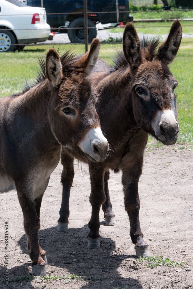 Two miniature donkeys in fenced pasture Two miniature donkeys in fenced pasture