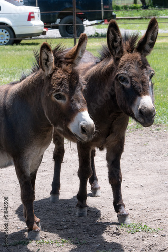 Two miniature donkeys in fenced pasture