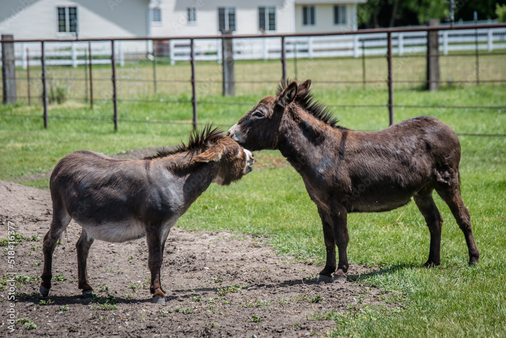 Two miniature donkeys in fenced pasture Two miniature donkeys in fenced pasture