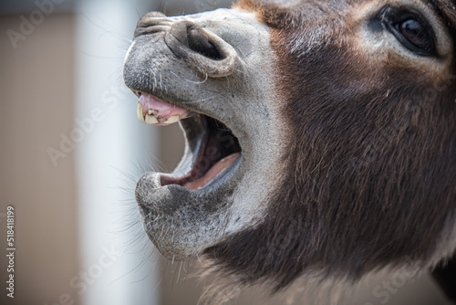 Miniature Donkey yawning Portrait © Tedi S Photography