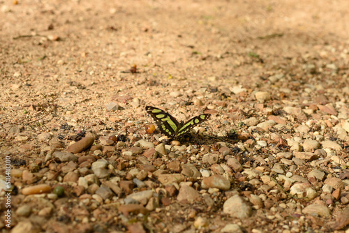butterfly on the ground © maria
