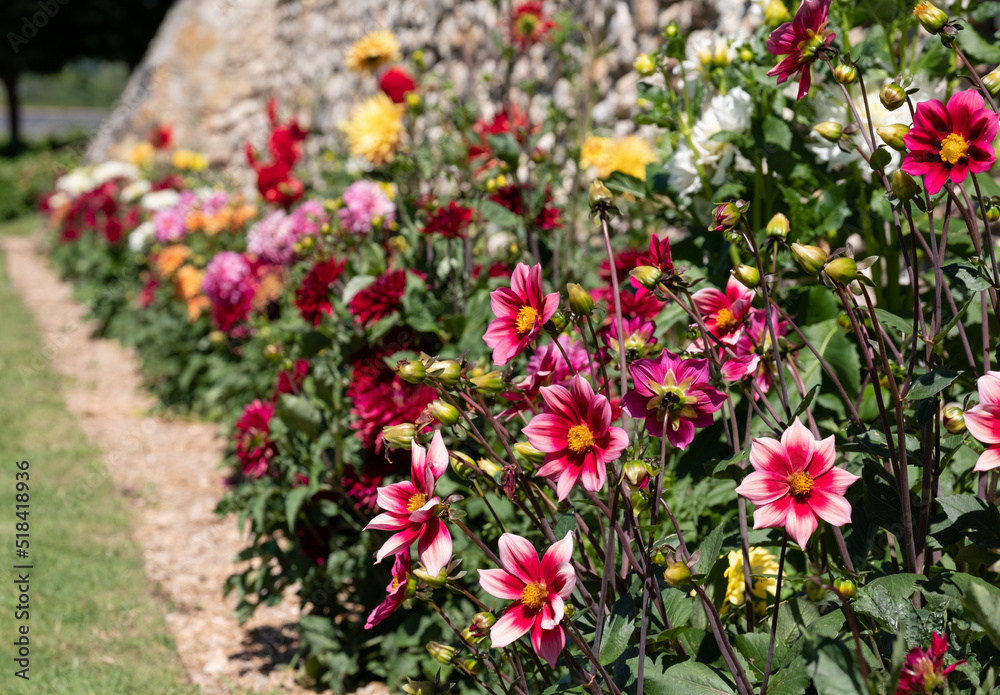 Brightly coloured dahlia flowers growing on terraces at Chateau Villandry, Loire Valley, France. 