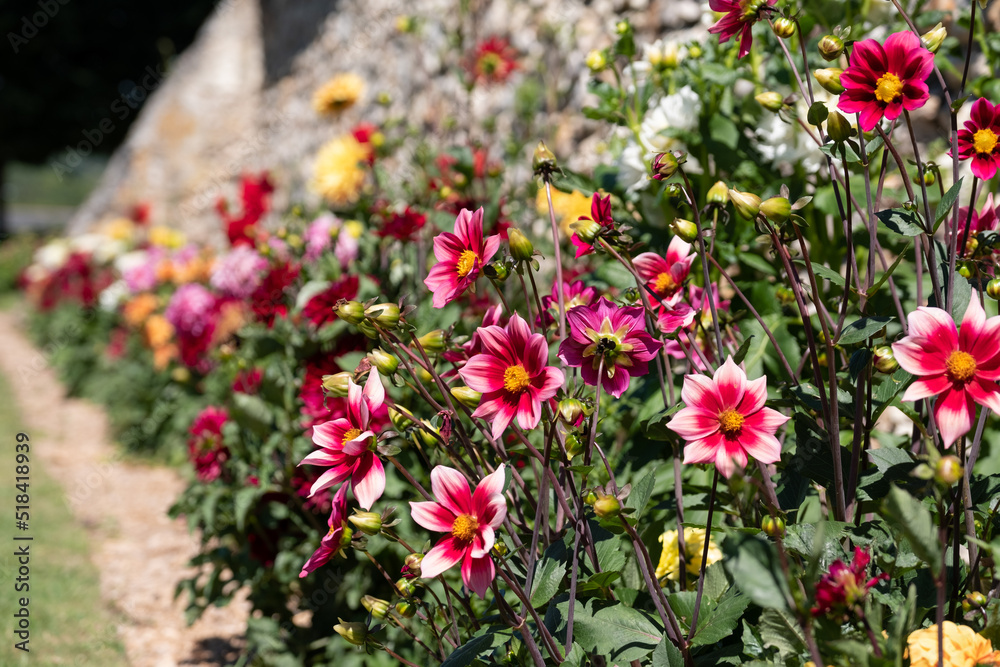 Brightly coloured dahlia flowers growing on terraces at Chateau Villandry, Loire Valley, France. 