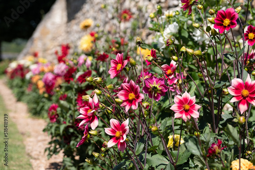 Brightly coloured dahlia flowers growing on terraces at Chateau Villandry, Loire Valley, France. 