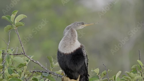 front on close up of an anhinga bird perching in a pond apple tree at everglades national park in florida, usa photo