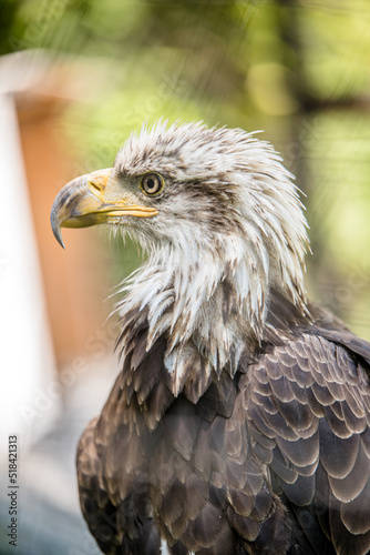 American Bald Eagle Portrait  © Tedi S Photography