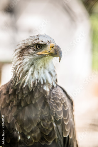 American Bald Eagle Portrait 