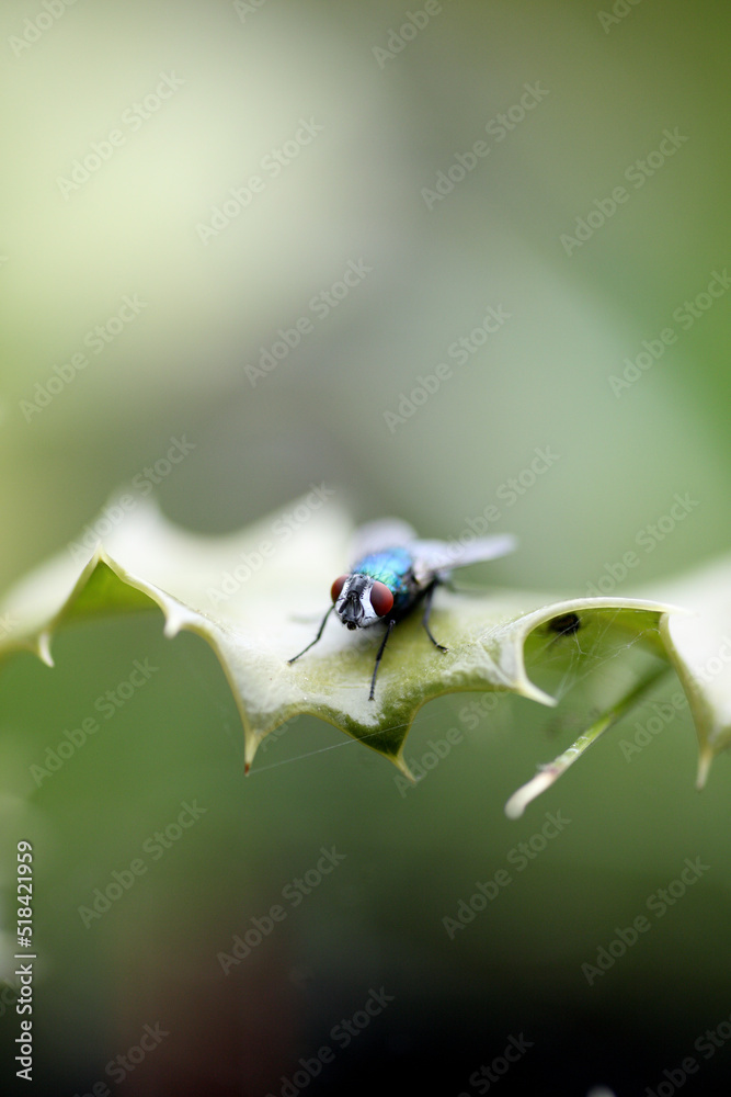 Common green bottle fly