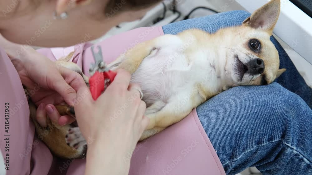Little chihuahua dog lying on the hands of professional master groomer in salon trimming his claws Little chihuahua dog lying on the hands of professional master groomer in salon trimming his claws
