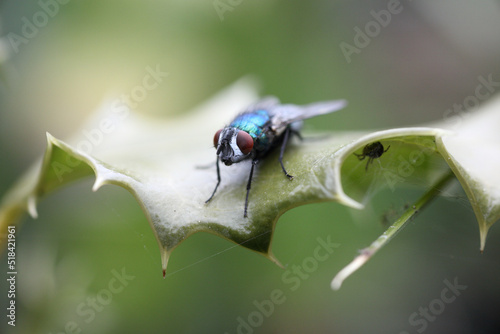 Common green bottle fly photo