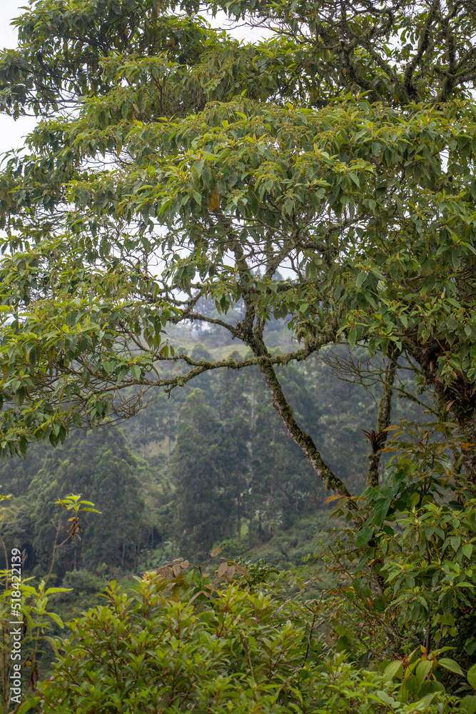 trees in the rain forest trees in the rain forest