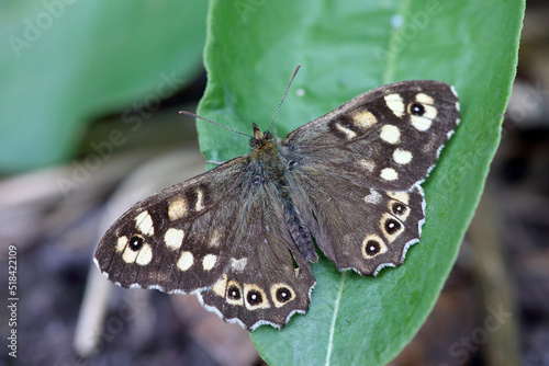 Speckled wood butterfly photo
