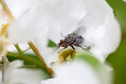 Flesh fly on a white flower photo