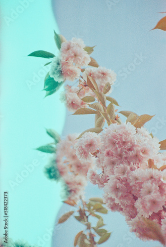 Cherry Blossoms on Expired Film photo